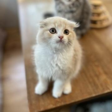 スコティッシュフォールド(折れ耳)【群馬県・男の子・2022年7月20日・クリーム&ホワイト】の写真「とっても甘えん坊な男の子🐱」