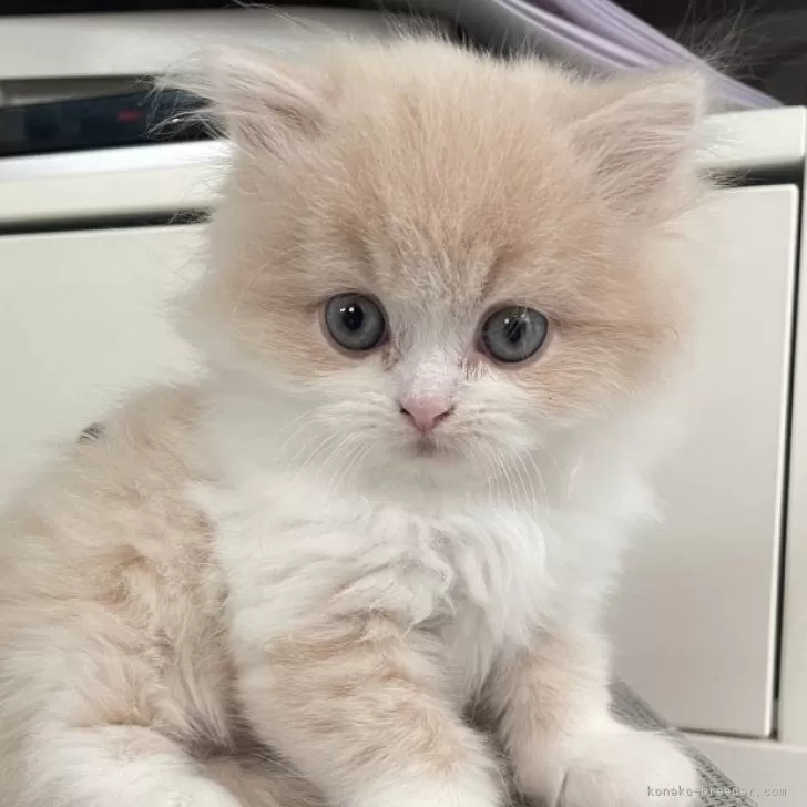 ID:2502-01846の子猫