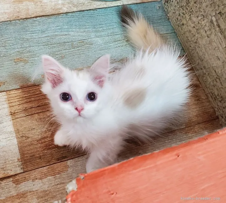 ID:2203-01278の子猫