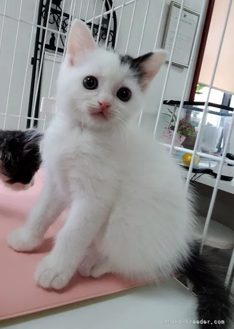 ID：2105-00227の子猫