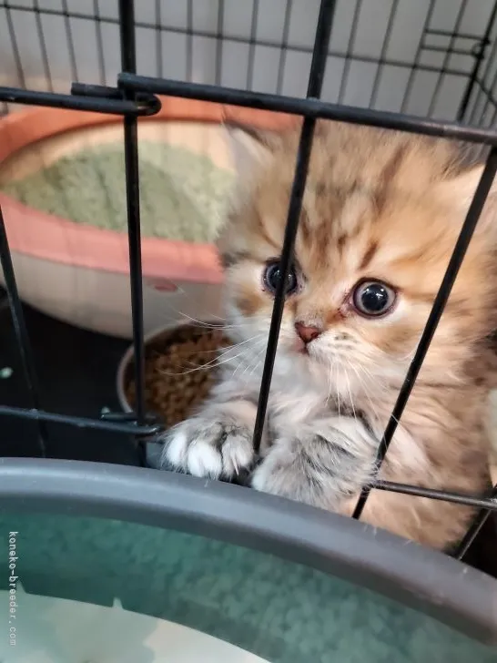 ID:2203-00644の子猫