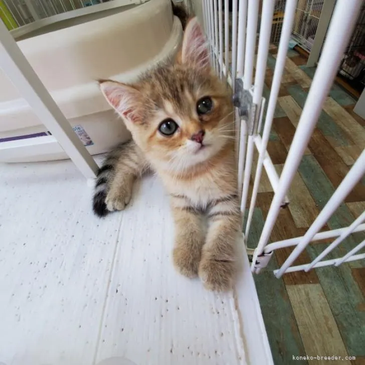 ID:2207-01033の子猫
