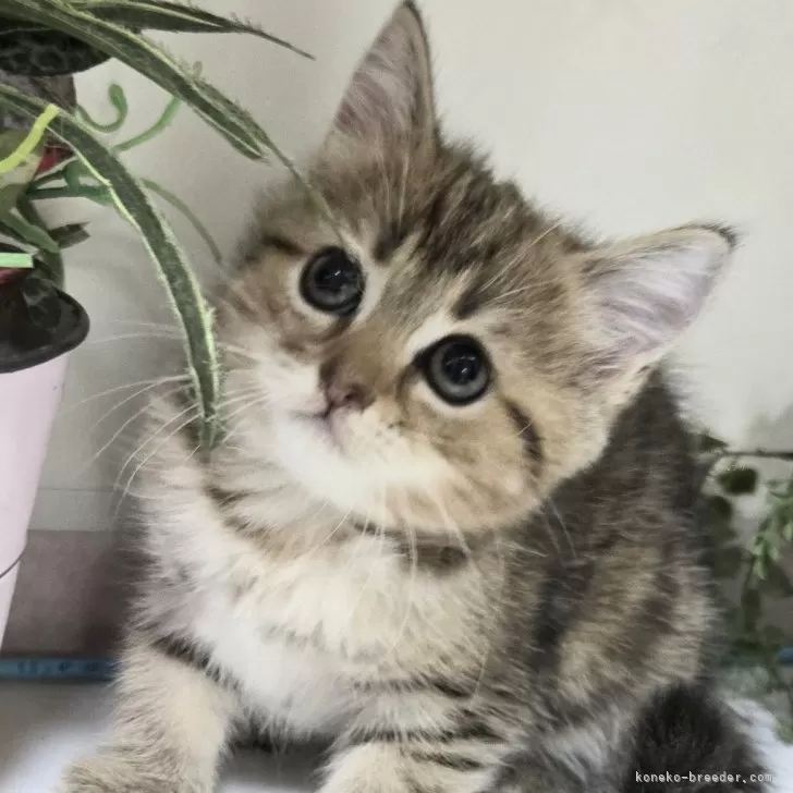 ID：2412-00334の子猫
