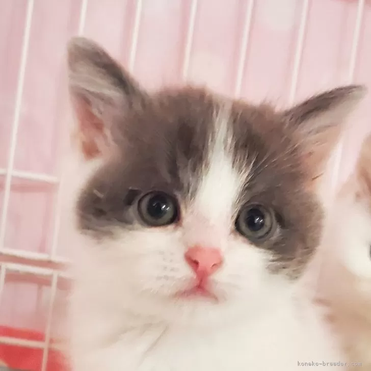 ID:2403-01059の子猫