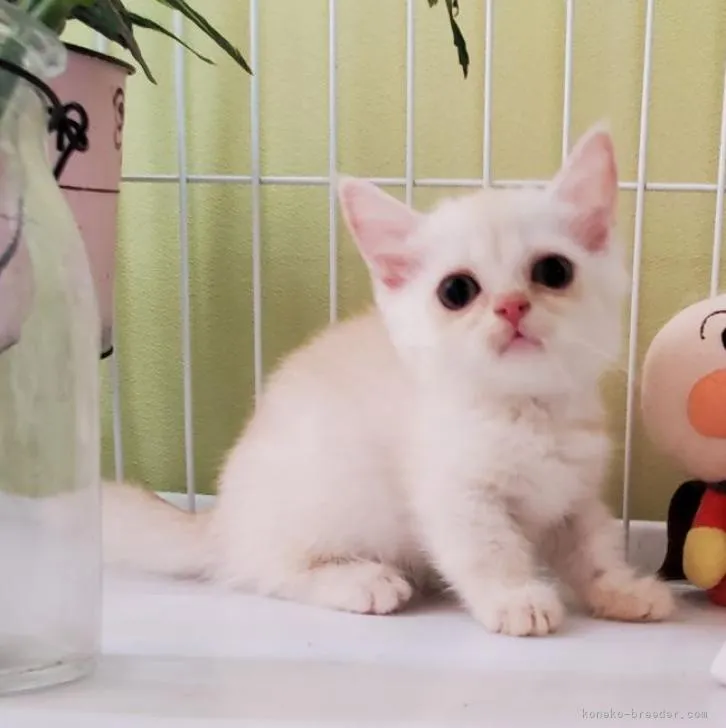 ID:2208-00644の子猫