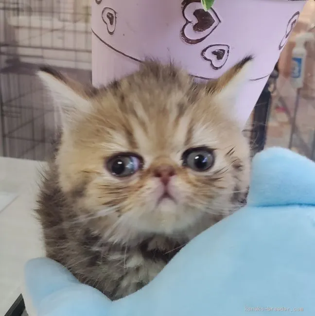 ID：2011-01974の子猫