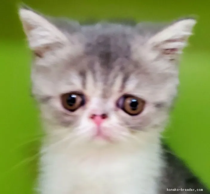 ID：2008-01378の子猫