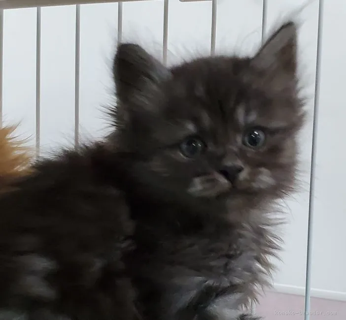 ID：2104-01165の子猫