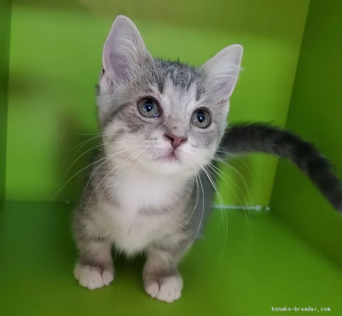ID：2008-01365の子猫