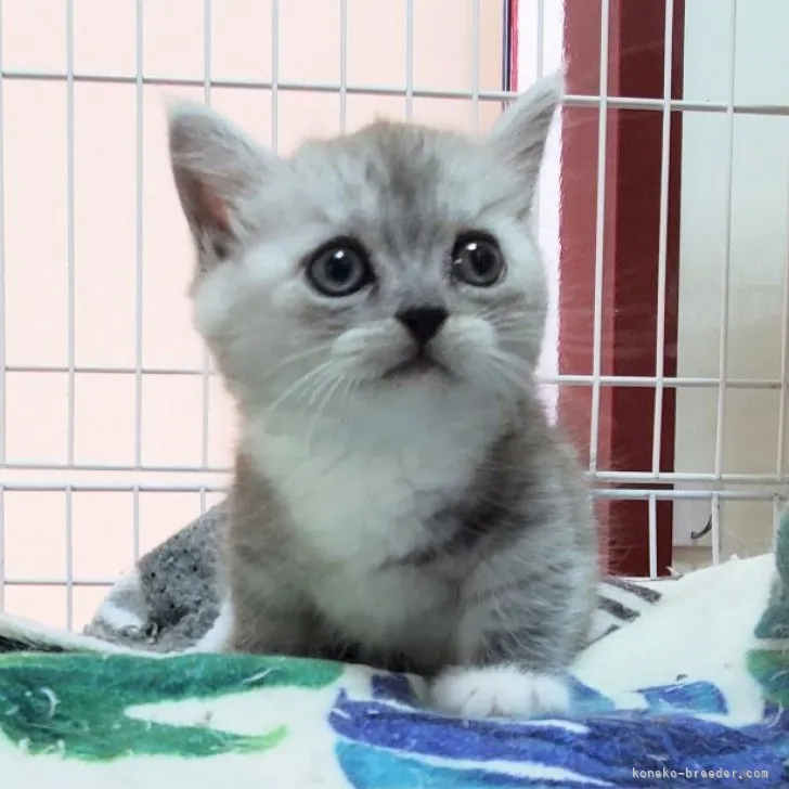 ID：2305-02744の子猫