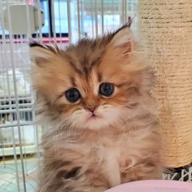 ID:2403-02389の子猫