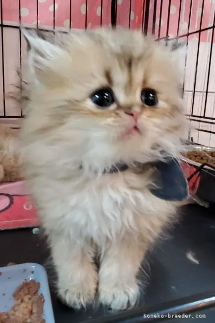 ID:2203-01544の子猫