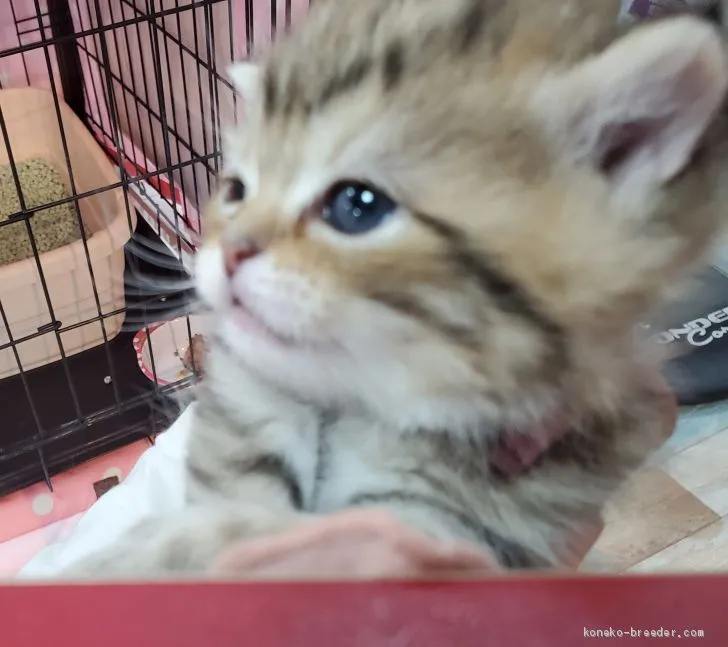 ID：2103-00146の子猫
