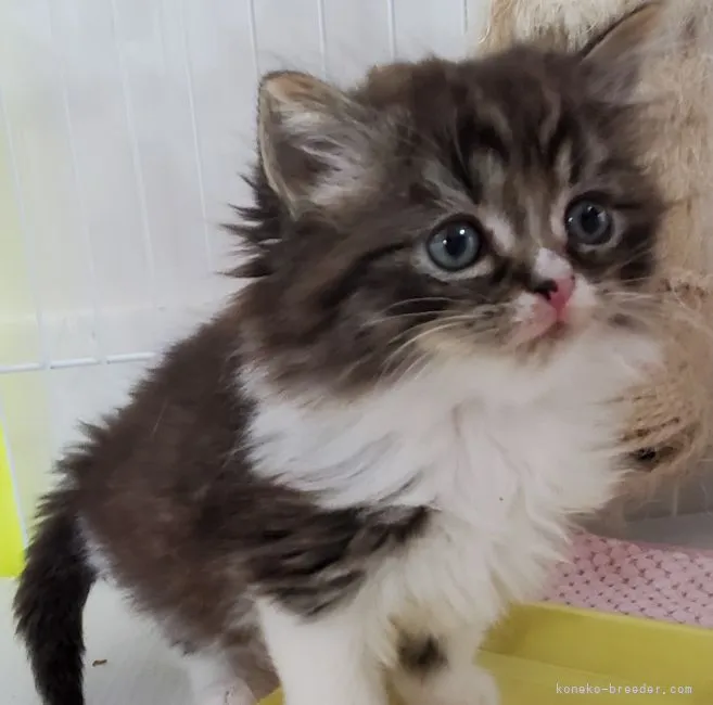 ID：2203-01785の子猫