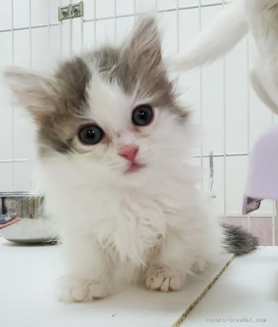 ID：2012-00494の子猫