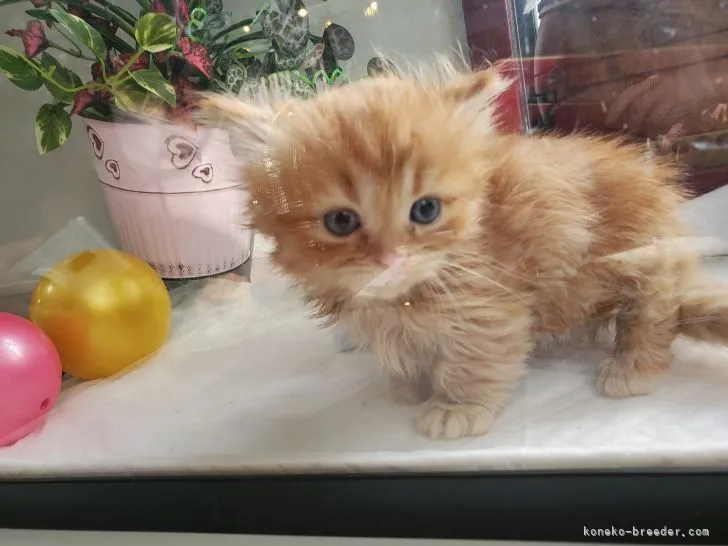 ID：2104-00186の子猫