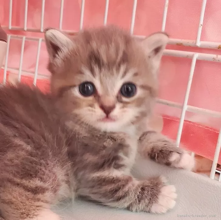ID:2405-00158の子猫