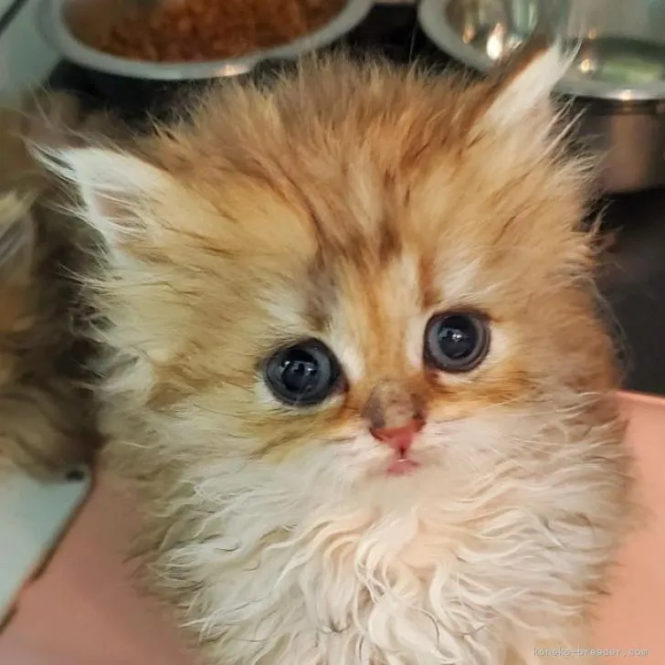 ID:2210-02109の子猫