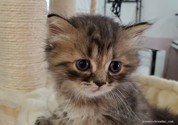 ID：2104-00011の子猫