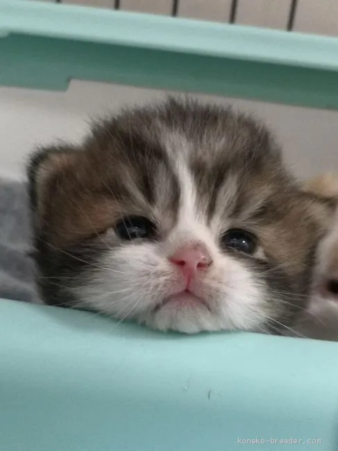 ID:2011-01607の子猫