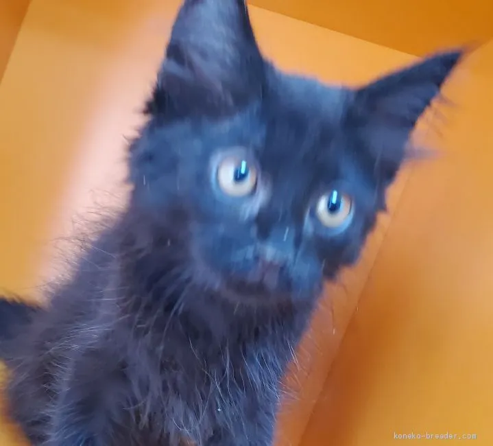 ID:2008-01337の子猫