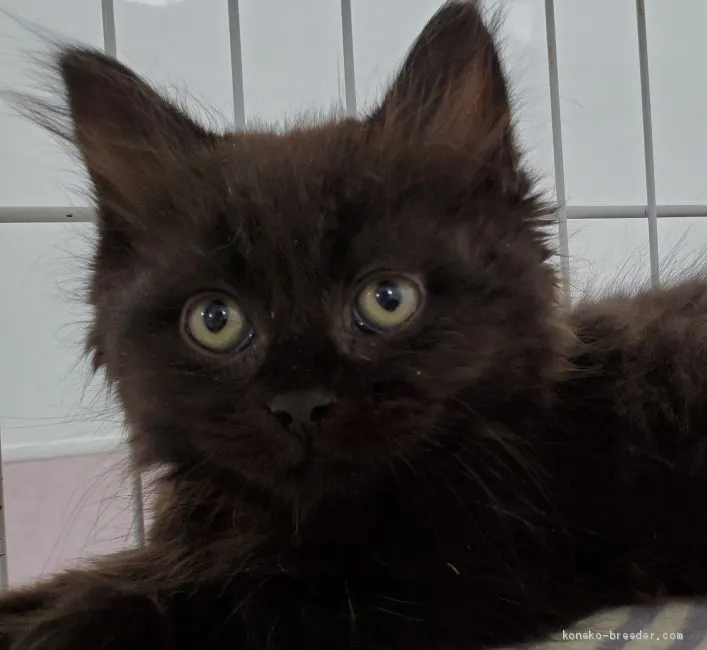 ID：2012-01791の子猫