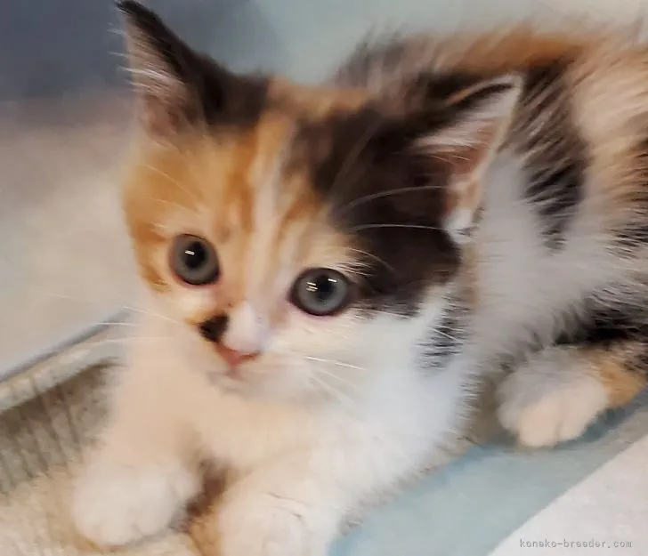 ID：2109-00521の子猫