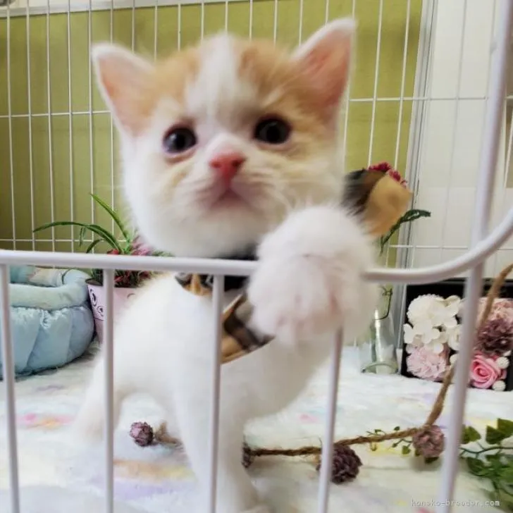 ID:2206-02978の子猫