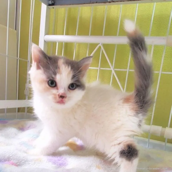 ID：2211-02658の子猫