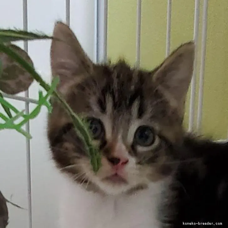 ID:2210-01727の子猫