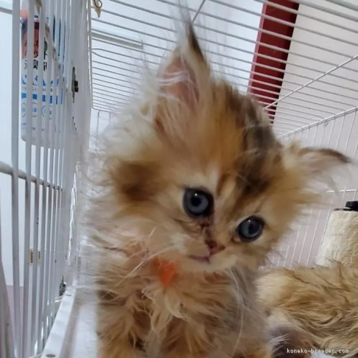 ID:2211-00653の子猫