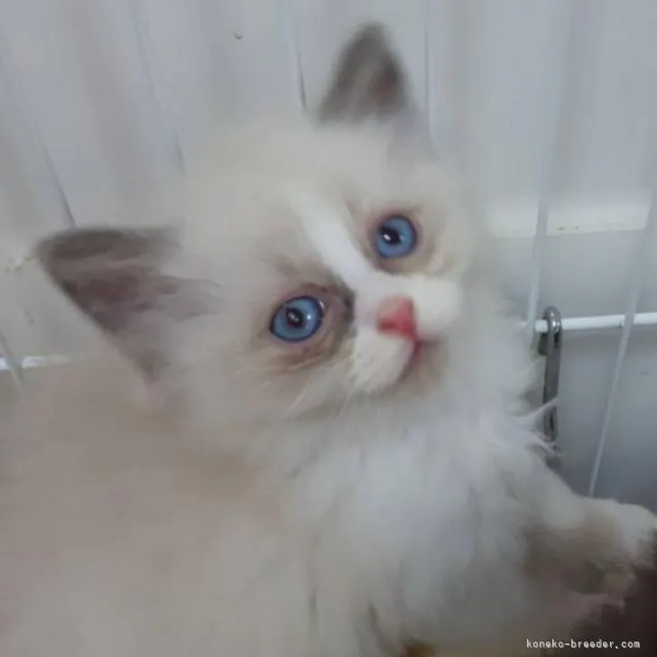 ID:2206-01948の子猫
