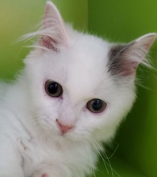 マンチカン(短足)【千葉県・男の子・2020年6月5日・ブルータビ-&ホワイト(ばん)（セミロング）】の写真「短足、セミロングの優しい顔の男の子です。」