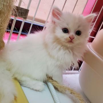 マンチカン(長足)【千葉県・女の子・2022年10月12日・ホワイト、頭にブルーのポイント】の写真「セミロング、とても可愛い女の子💓」