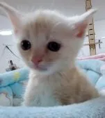マンチカン(長足)【千葉県・男の子・2021年2月15日・クリームタビー&ホワイト。】の写真1