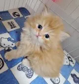 ミヌエット【千葉県・男の子・2021年12月28日・レッド】の写真1