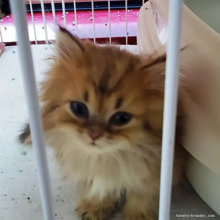 ID：2211-01267の子猫
