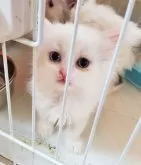 マンチカン(長足)【千葉県・女の子・2024年1月27日・】の写真2