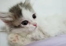 マンチカン(短足)【千葉県・女の子・2020年10月3日・ブルータビー&ホワイトバン】の写真4