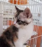 マンチカン(長足)【千葉県・女の子・2023年10月18日・キャリコ】の写真4