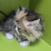 ミヌエット(短足)【千葉県・女の子・2025年1月11日・ブラウンタビー&ホワイト】の写真8