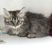 ミヌエット(短足)【千葉県・男の子・2025年11月3日・ブラウンタビー】の写真12