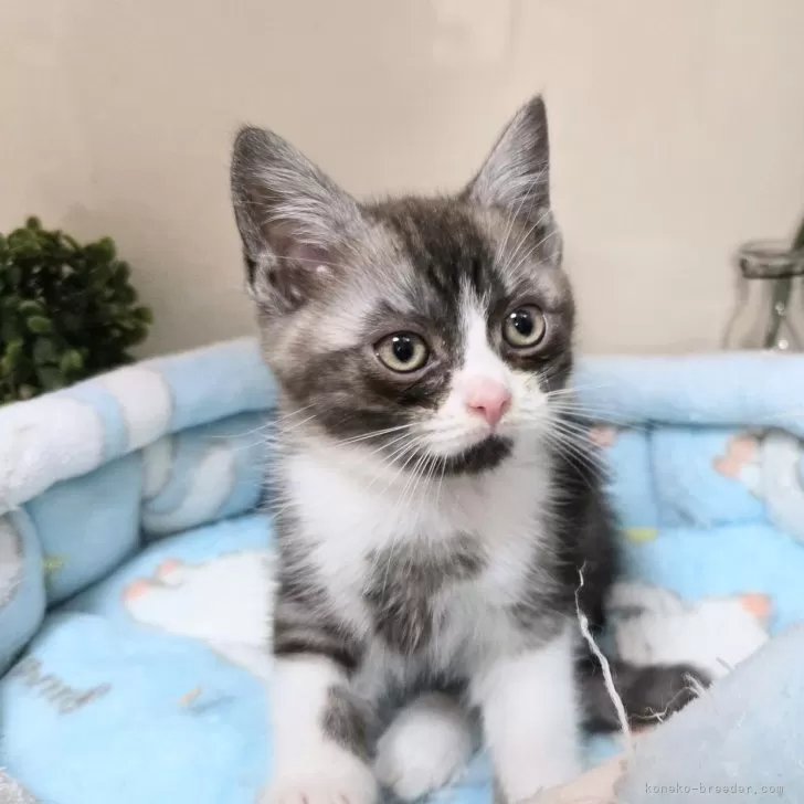 ID:2501-02021の子猫