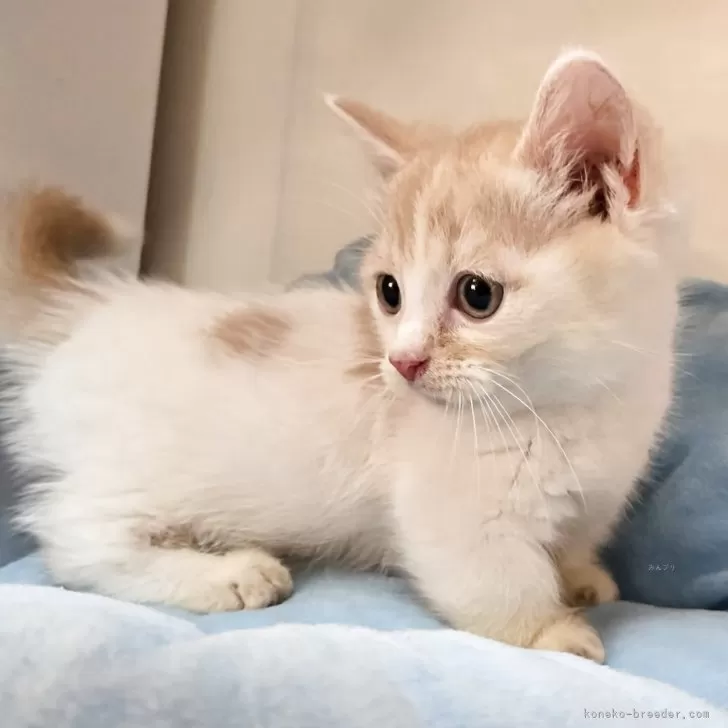 ID：2508-01660の子猫