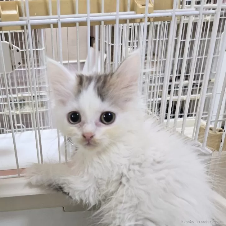 ID：2412-02089の子猫