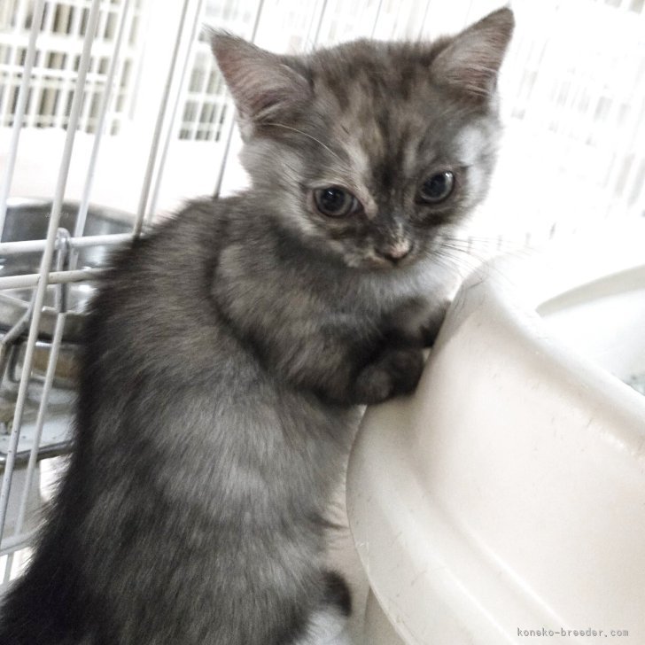 ブリーダー画像