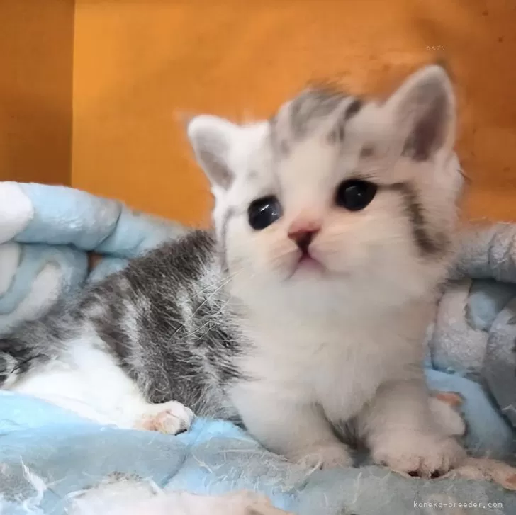 ID：2504-02201の子猫