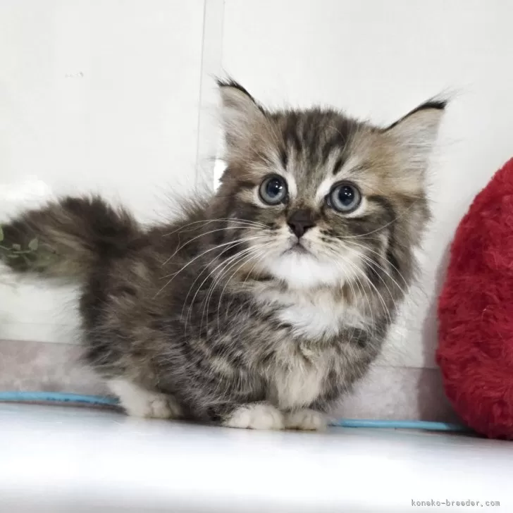 ID：2601-01848の子猫
