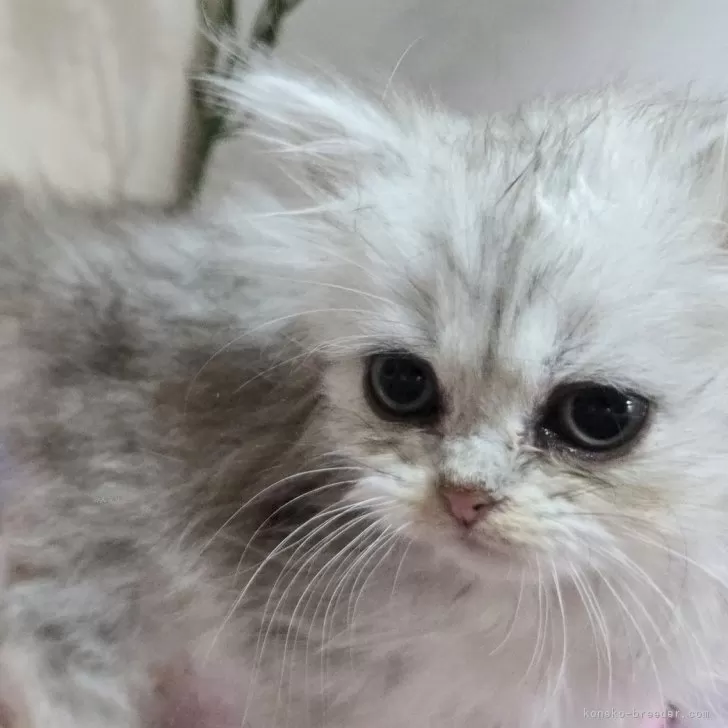 ID:2501-00338の子猫