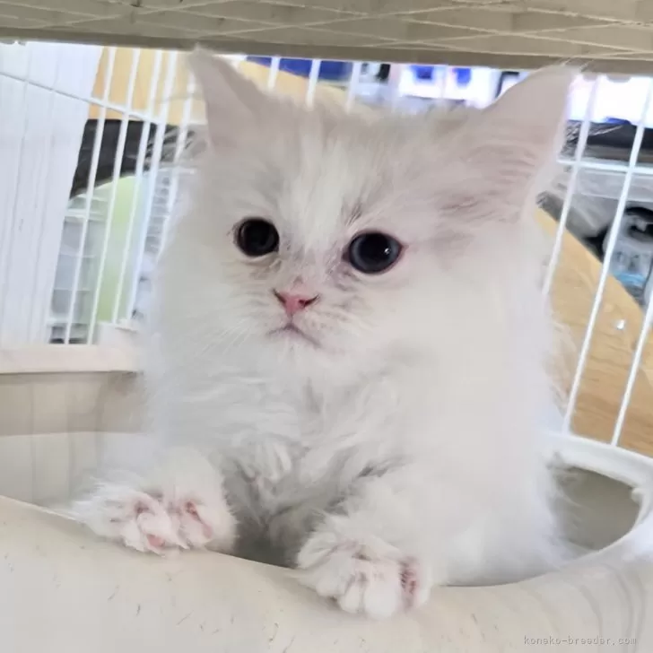 ID:2502-00877の子猫